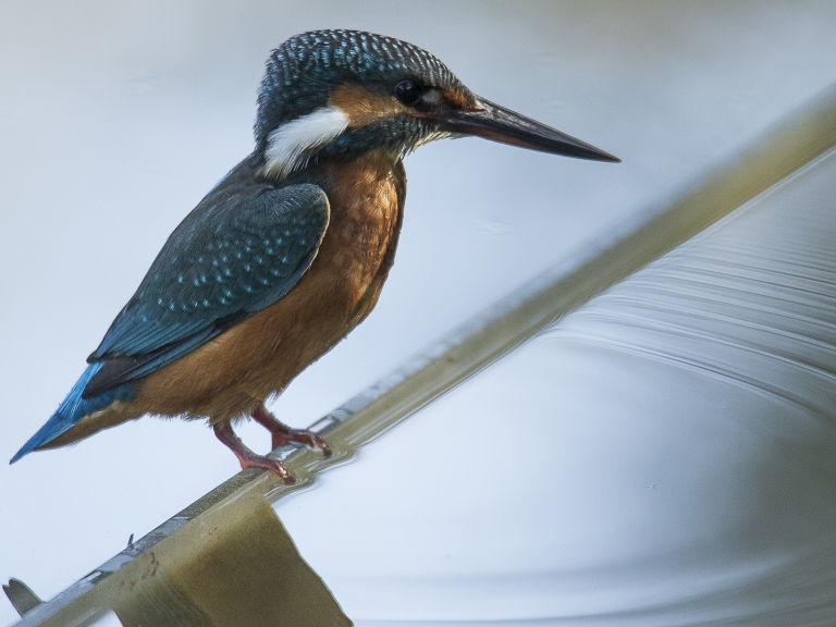 Pássaro Guarda-rios nas margens do Rio Vouga